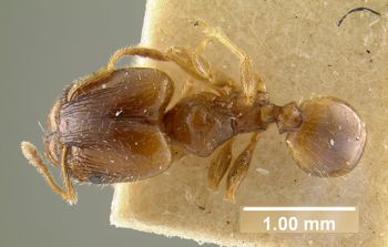 Media type: image; Entomology 8730